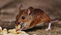 24 Hour & Emergency Exterminators in Clinton, MT